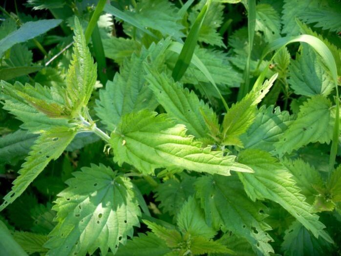 Kopriva je učinkovit lijek za liječenje proširenih vena u ranoj fazi